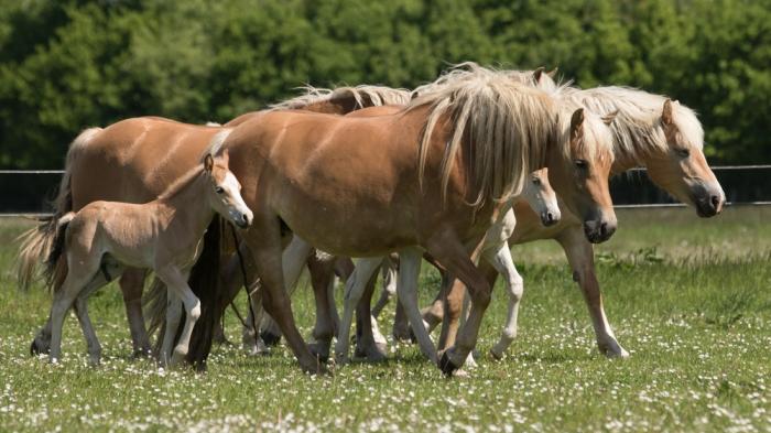 haflinger gzl